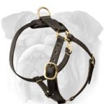 Utmost Comfort Lightweight Leather Harness for English Bulldog
