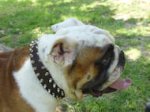 Leather Spiked Dog Collar for Bulldogs