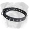 Fantastic English Bulldog Collar for Walking - Spiked Leather Accessory