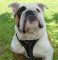 Leather Tracking/Walking Harness for English Bulldog