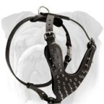 Comfortable Leather English Bulldog Harness with Nickel Plated Spikes