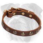 Perfect Studded Leather Collar for English Bulldog Puppy