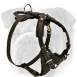 Comfortable heavy-Duty Leather English Bulldog Harness with Padded Chest Plate