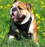 Leather Dog Harness for English Bulldog with Padded Chest Plate