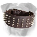 Deluxe 3 Inch Leather English Bulldog Collar with 4 Rows of Nickel Spikes