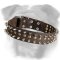 Marvelous Leather English Bulldog Collar with Brass Studs ans Nickel Spikes