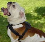 Padded Pulling Harness for English bulldog