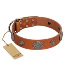 "Foxy Nature" FDT Artisan Tan Leather English Bulldog Collar with Chrome Plated Brooches