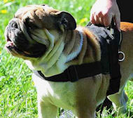 Training Nylon English Bulldog Harness