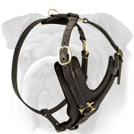 Padded Leather Dog Harness for English Bulldog