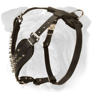 English Bulldog Spiked Leather Harness for Daily Walking