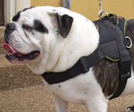 Easy Adjustable Nylon Dog Harness for English Bulldog