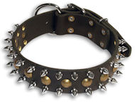 Engl.Bulldog Studded&Spikes Black collar 23''/23 inch dog collar
