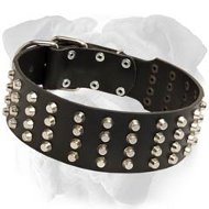 2 inch Wide Studded Leather English Bulldog Collar