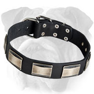 Gorgeous Plated Leather English Bulldog Collar