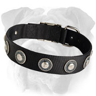 Strong Nylon English Bulldog Collar with Silver Conchos