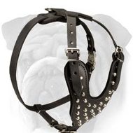 Comfy English Bulldog Breed Leather Dog Harness Studded with Pyramids