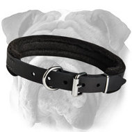 Reliable English Bulldog Padded Leather Collar | Dog Training Supply