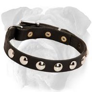 English Bulldog Studded Leather Collar | Nickel Plated Half-Ball Studs
