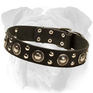 "Endless Admiration" English Bulldog Collar with Nickel Conchos and Studs