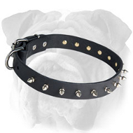 Fantastic English Bulldog Collar for Walking - Spiked Leather Accessory Fantastic English Bulldog Collar for Walking - Spiked Leather Accessory