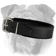 Custom Leather English Bulldog Collar with Soft Stitched Padding Custom Leather English Bulldog Collar with Soft Stitched Padding