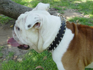 English Bulldog Leather Spiked Collar for Walking