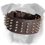 Deluxe 3 Inch Leather English Bulldog Collar with 4 Rows of Nickel Spikes