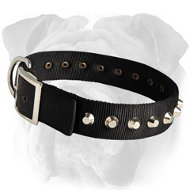 Gorgeous Wide Nylon English Bulldog Collar With Nickel Pyramids