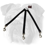 Stitched Triple English Bulldog Leash for Walking 3 Dogs in Any Weather Condition