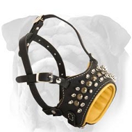 Deluxe Genuine Leather English Bulldog Muzzle with Studs and Spikes