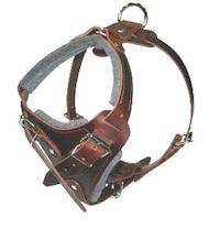 How to Put on a Dog Harness on english bulldog How to Put on a Dog Harness on english bulldog