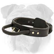 2 Ply Leather Agitation English Bulldog Collar with Handle