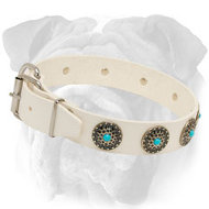 Adjustable White Leather English Bulldog Collar with Blue Stones