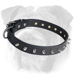 Leather English Bulldog Collar with Nickel Spikes