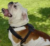 Tracking Padded Harness for English Bulldog