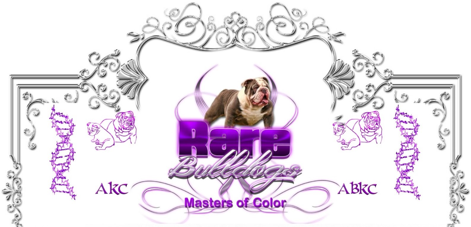 Rare Bulldogs Masters of Color