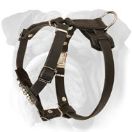 Padded Leather English Bulldog Puppy Harness with Studs