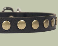 Studded Leather Puppy Collar for English Bulldog puppy Studded Leather Puppy Collar for English Bulldog puppy