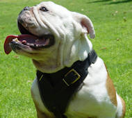 'Perfect Fit' Leather English Bulldog Harness