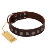 "Starry-Eyed" Best Quality FDT Artisan Brown Designer Leather English Bulldog Collar with Small Plates