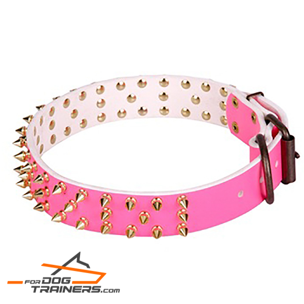 Lively and colorful dog collar