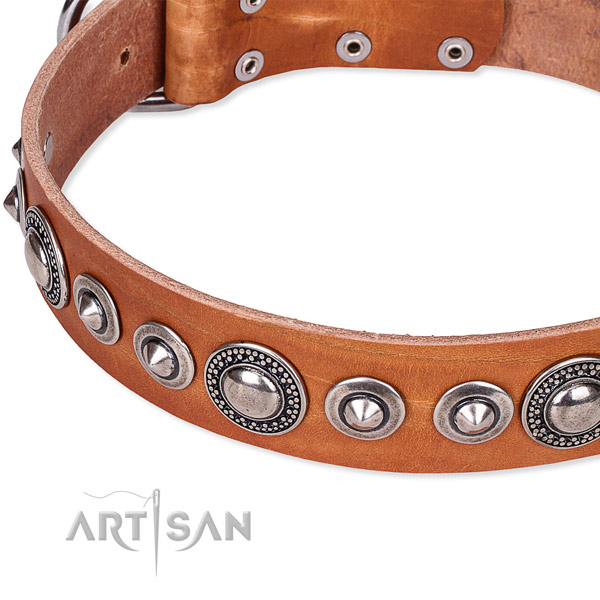 Fancy walking studded dog collar of durable full grain leather