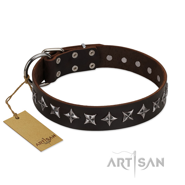 Daily walking dog collar of quality leather with embellishments