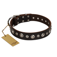 "Gorgeous Shields" FDT Artisan Brown Leather English Bulldog Collar with Old Silver-like Circles and Small Camomiles "Gorgeous Shields" FDT Artisan Brown Leather English Bulldog Collar with Old Silver-like Circles and Small Camomiles