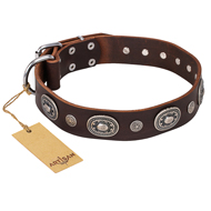 "Extra Pizzazz" FDT Artisan Adorned Brown Leather English Bulldog Collar "Extra Pizzazz" FDT Artisan Adorned Brown Leather English Bulldog Collar