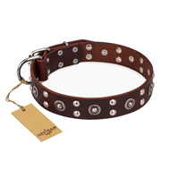 "Pirate Treasure" FDT Artisan Exciting Brown Leather English Bulldog Collar with Studs