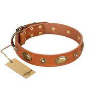 "Visual Magic" FDT Artisan Tan Leather English Bulldog Collar for Daily Activities