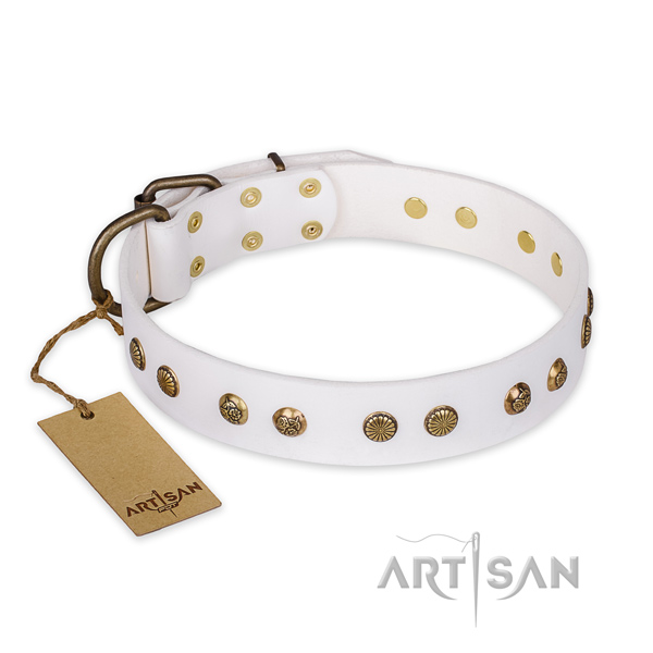 Impressive full grain natural leather dog collar with corrosion proof buckle