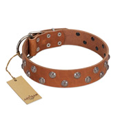 "Waltz of the Flowers" Handmade FDT Artisan Tan Leather English Bulldog Collar with Chrome-plated Engraved Studs